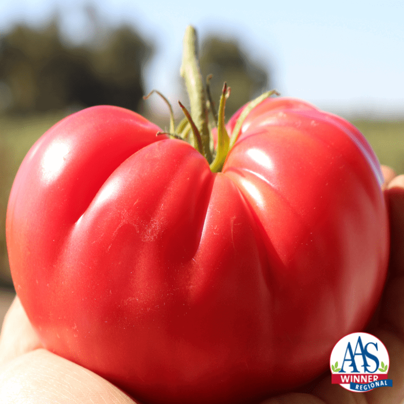 Tomato-Rose-Delicious-logo.png